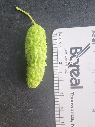 Betulla d'argento — Bild 4