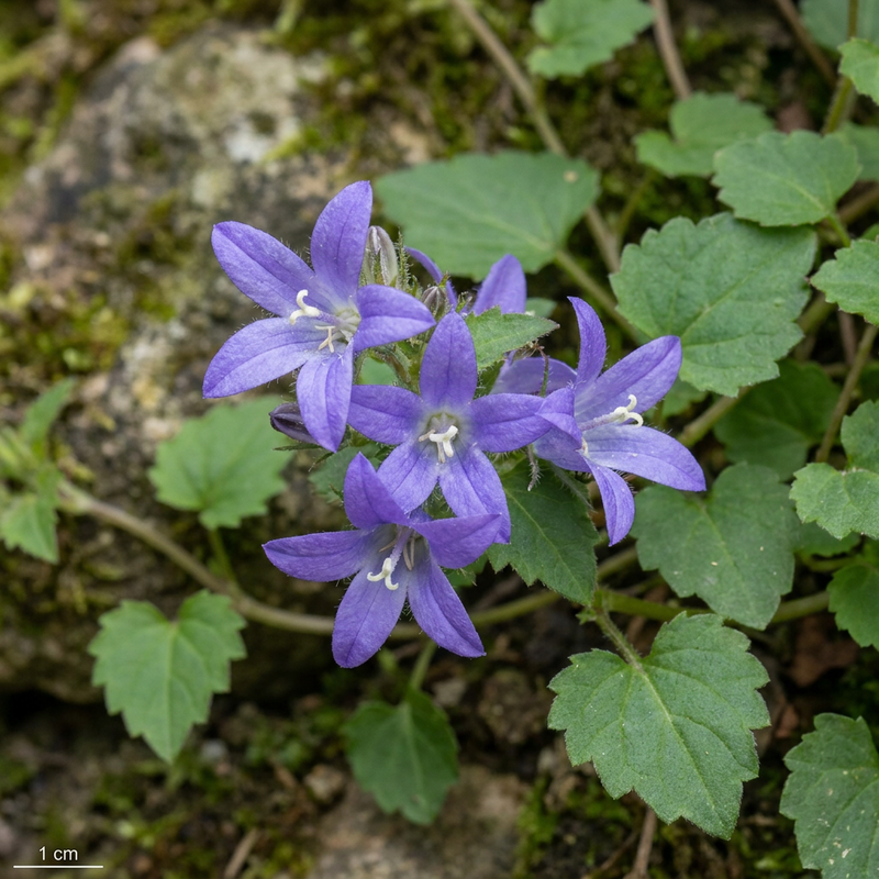 Campanula pendente