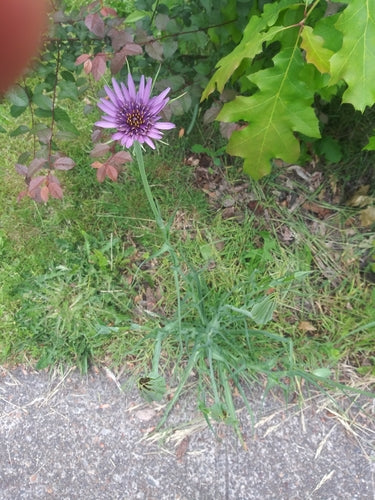 Radice d'avena — Bild 4