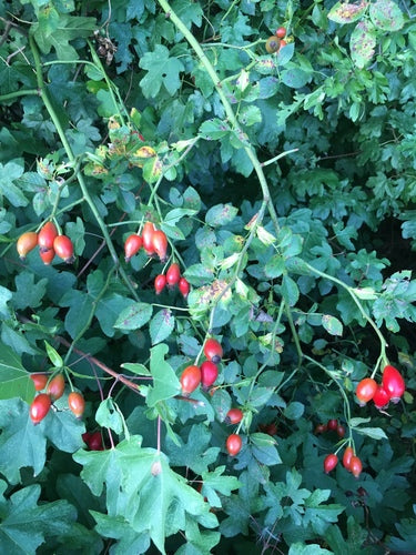 Rosa canina — Bild 4