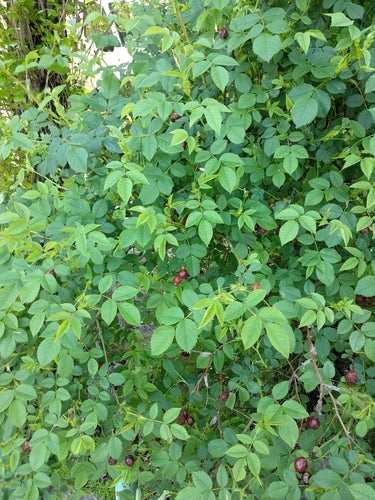 Rosa canina — Bild 2