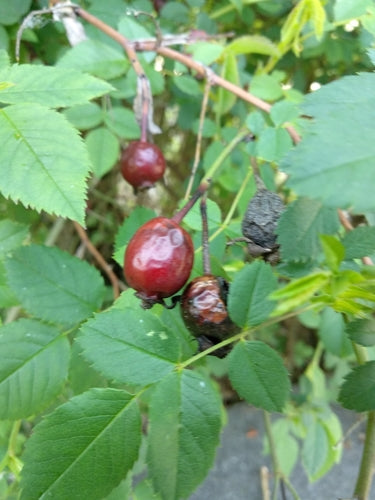 Rosa canina — Bild 3