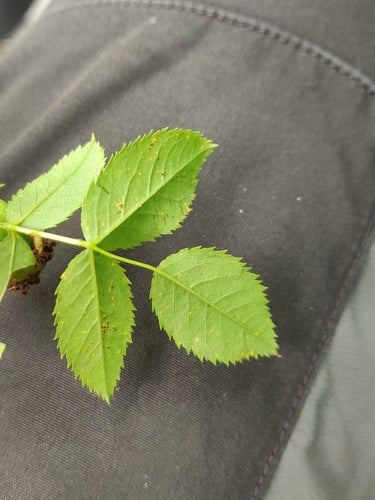 Rosa canina — Bild 5