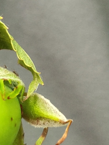 Rosa canina — Bild 6