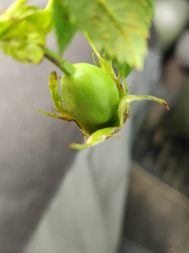 Rosa canina — Bild 3