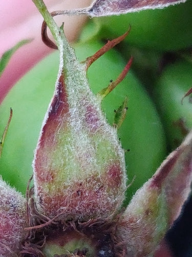 Rosa canina — Bild 2