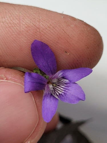 Viole del boschetto — foto 5 di 9