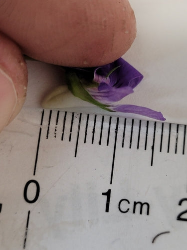 Viole del boschetto — foto 3 di 9