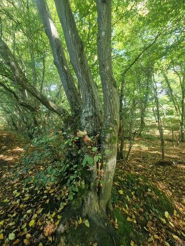 carpino — Bild 5