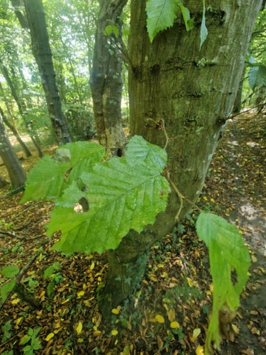 carpino — Bild 4