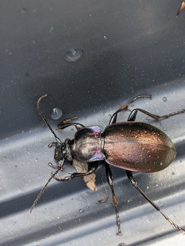 Scarabeo macinato del boschetto — Bild 3