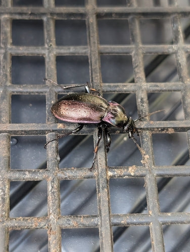Scarabeo macinato del boschetto — Bild 2