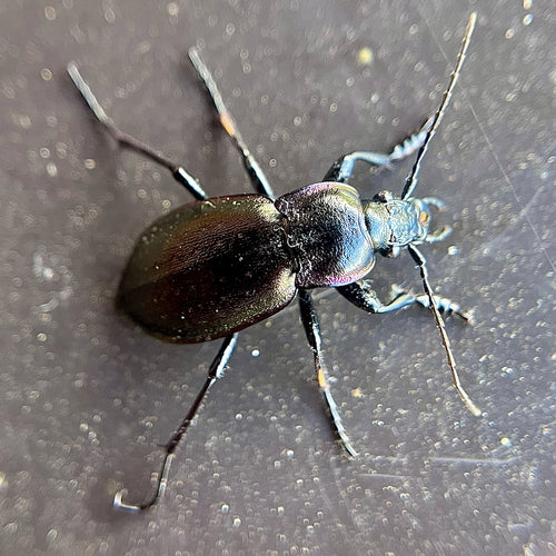 Scarabeo macinato del boschetto — Bild 4