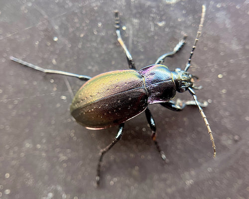 Scarabeo macinato del boschetto — Bild 5