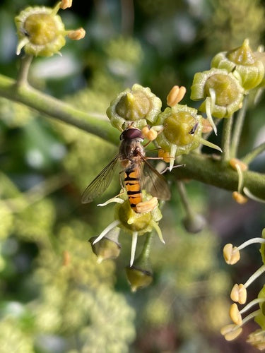 Hoverfly di Grove — Bild 5
