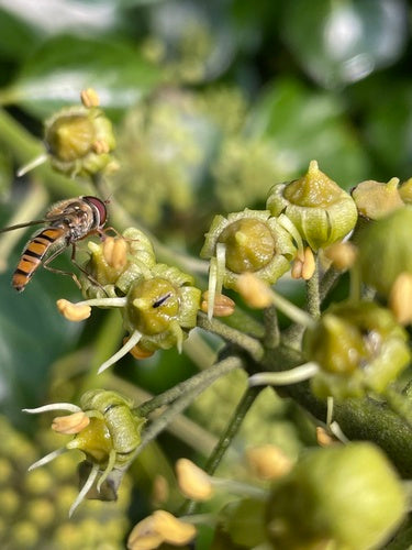 Hoverfly di Grove — Bild 4
