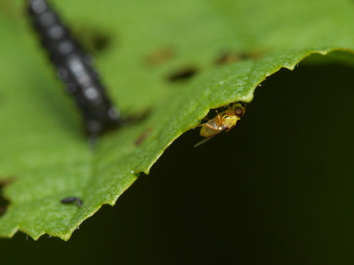 Sbarazzarsi delle mosche del gambo — Bild 5