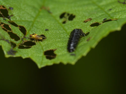 Sbarazzarsi delle mosche del gambo — Bild 3