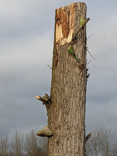 Parrocchetto dal collo ad anello — foto 5 di 12