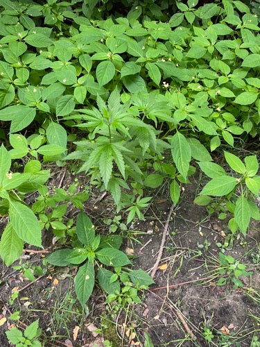 canapa — Bild 3