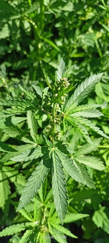 canapa — Bild 3