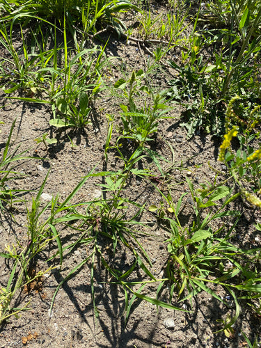 canapa — Bild 4