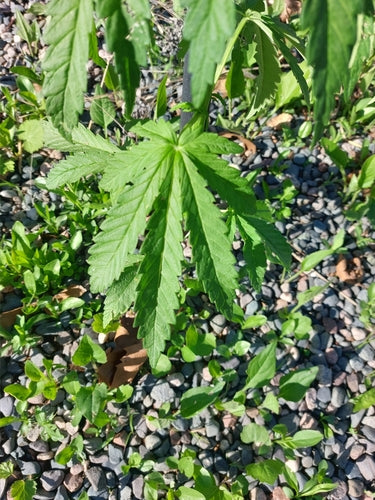 canapa — foto 4 di 8