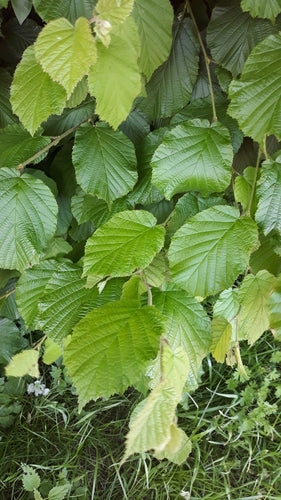 nocciola — Bild 5
