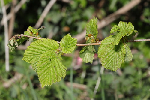 nocciola — Bild 4
