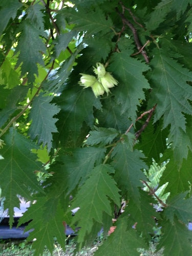 nocciola — Bild 2