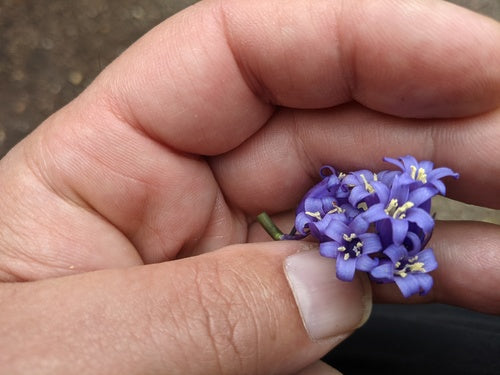 Campanule — foto 4 di 11