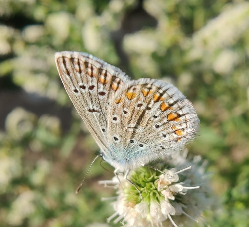 Hauhechel Blueling — Bild 2