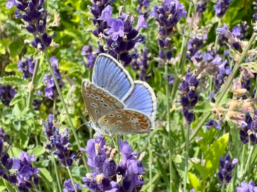 Hauhechel Blueling — Bild 5