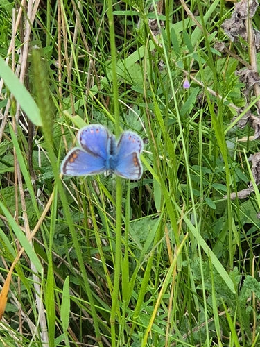 Hauhechel Blueling — Bild 4