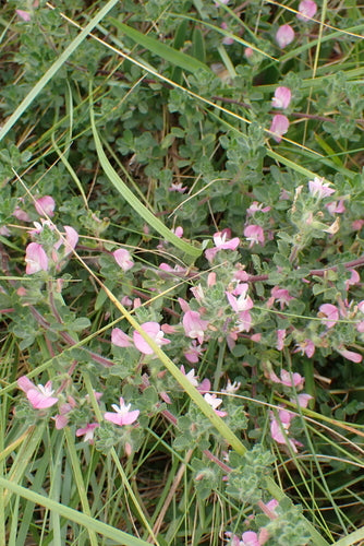 Hauhechel — Bild 3