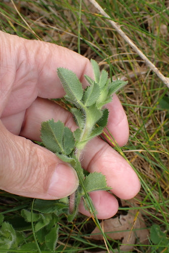 Hauhechel — Bild 2