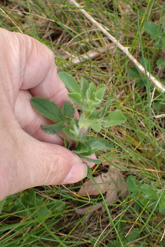 Hauhechel — Bild 1