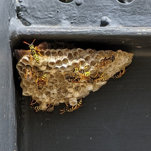 Vespa da campo domestica — Bild 2