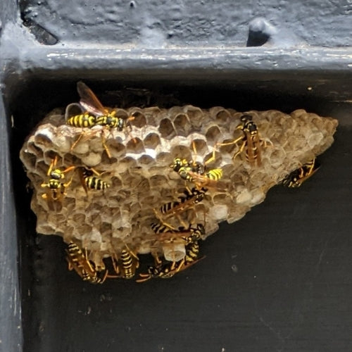 Vespa da campo domestica — Bild 3