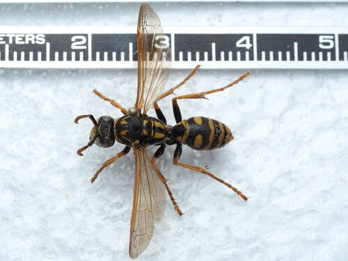 Vespa da campo domestica — Bild 5