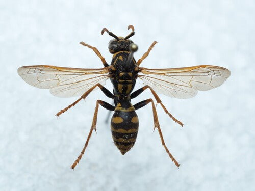 Vespa da campo domestica — Bild 4