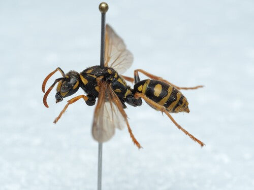 Vespa da campo domestica — Bild 3