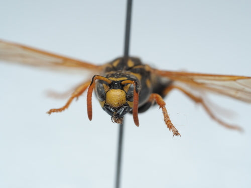 Vespa da campo domestica — Bild 2