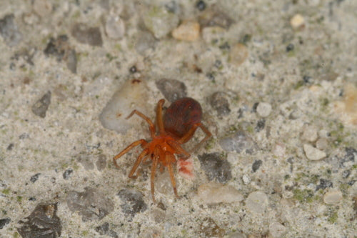 Ragno nano domestico a sei occhi — Bild 2