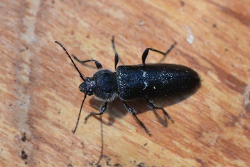 Scarabeo domestico — Bild 5