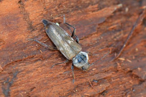 Scarabeo domestico — Bild 4