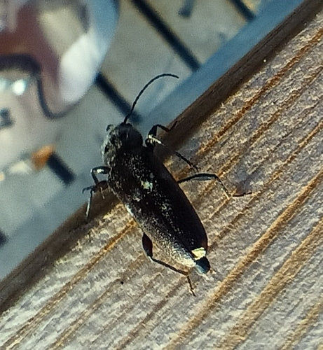 Scarabeo domestico — Bild 2