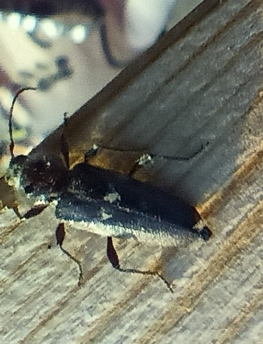Scarabeo domestico — Bild 3