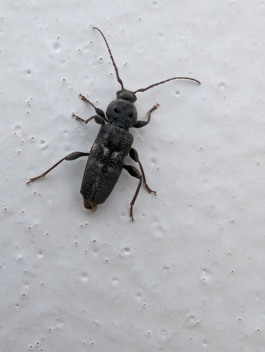 Scarabeo domestico — foto 4 di 53