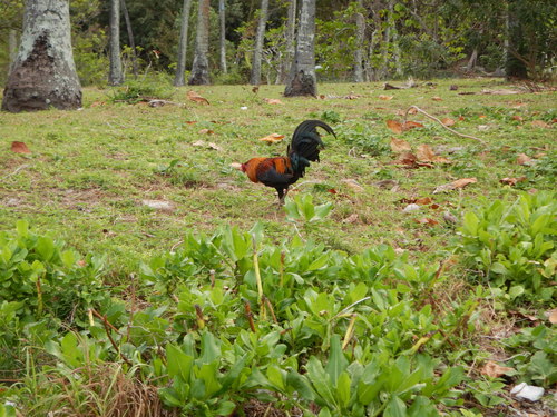 pollo domestico — Bild 2